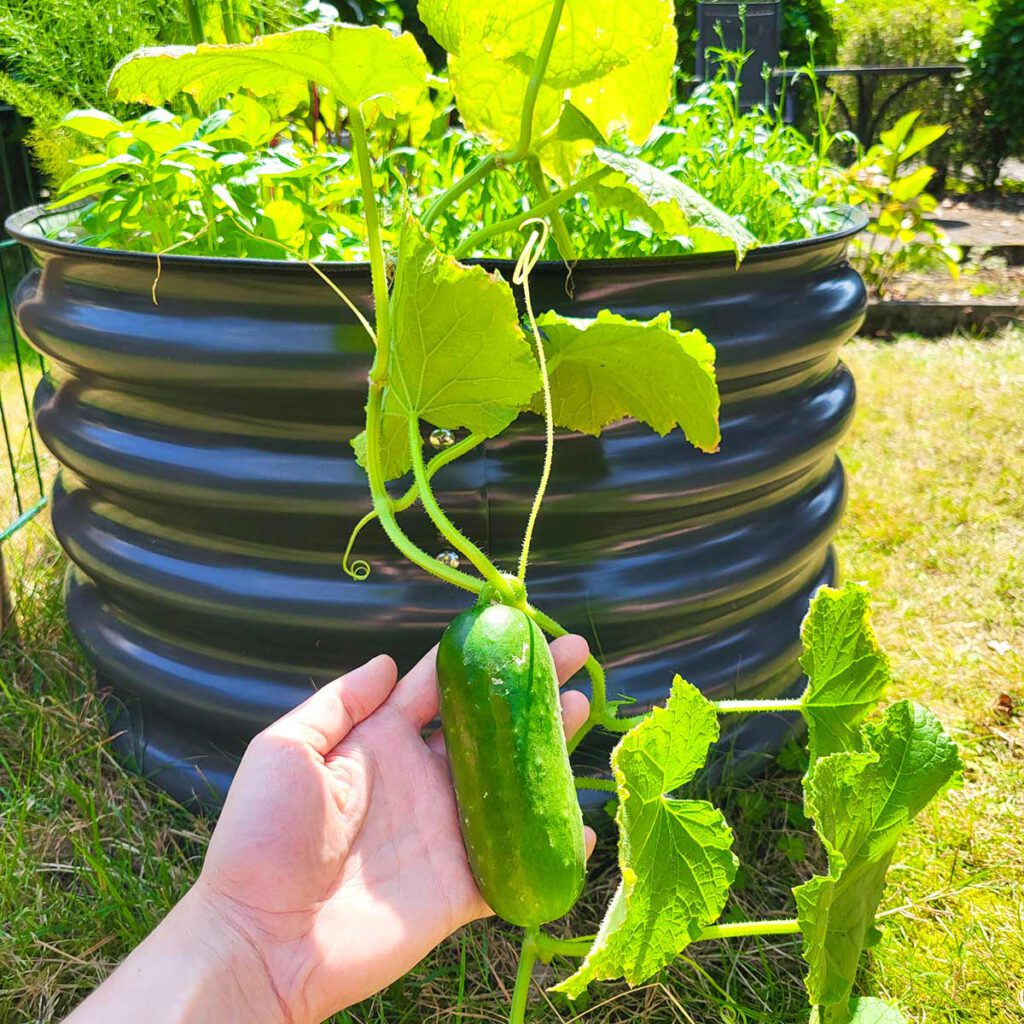 Hochbeet bepflanzen Gurke