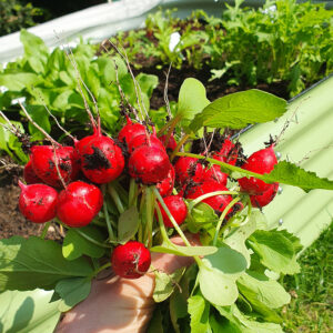 Hochbeet radieschen