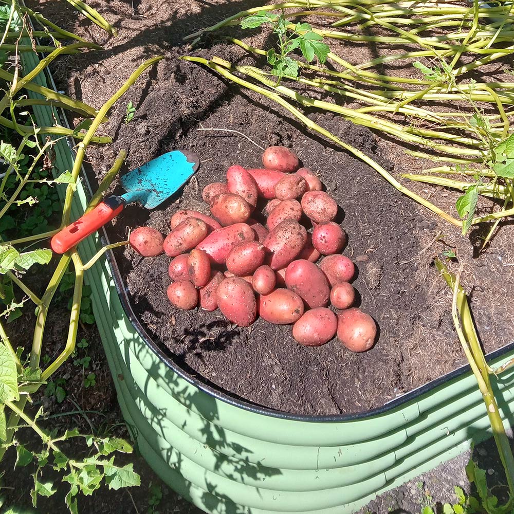 hochbeet kartoffeln ernte