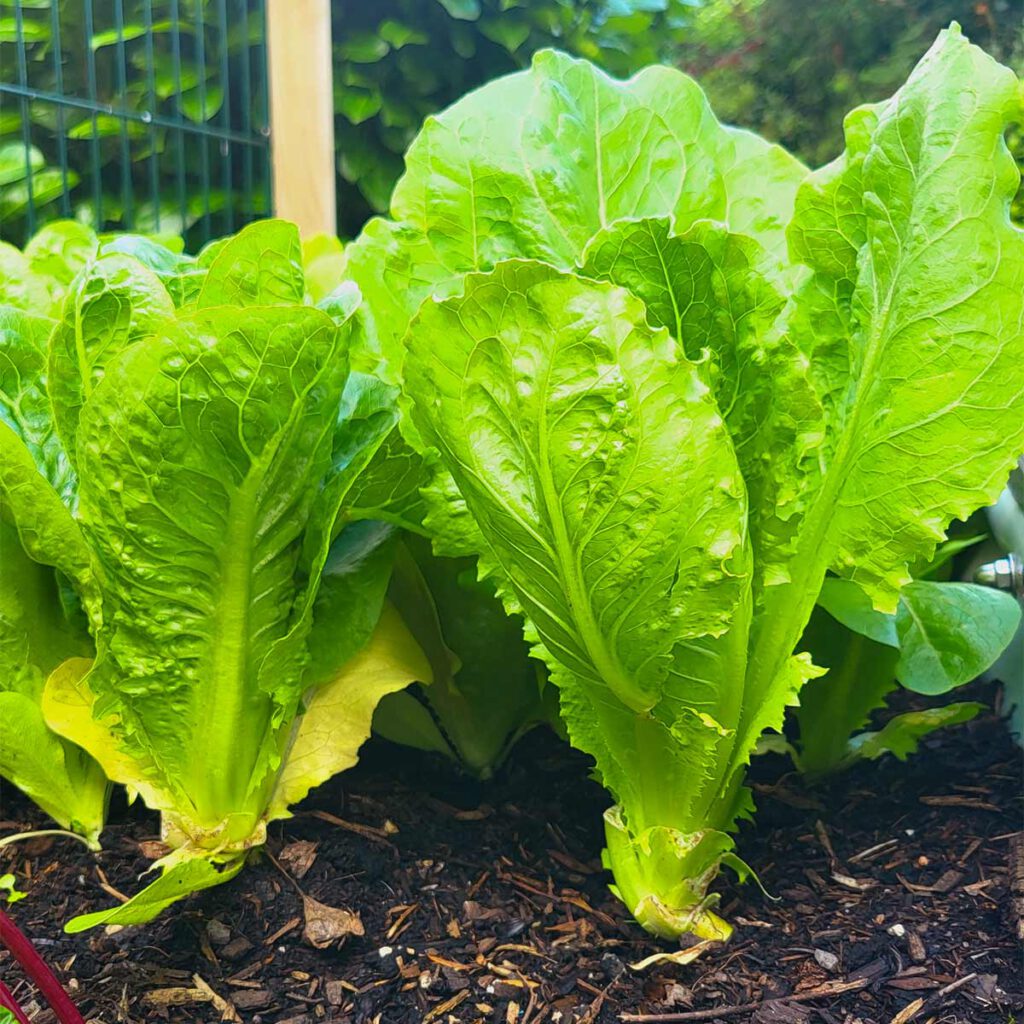 salat im hochbeet abstand