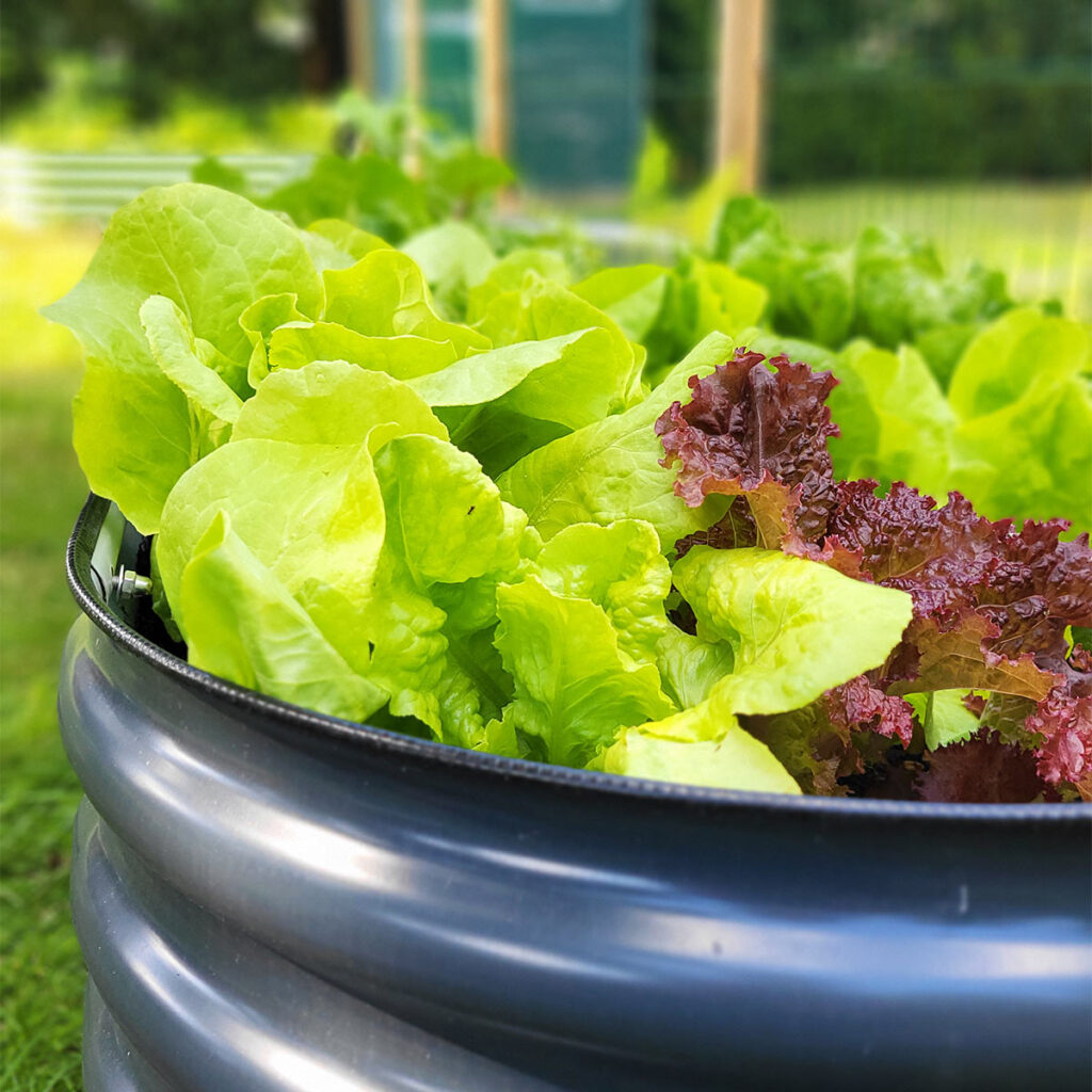 wie Salat ins Hochbeet pflanzen